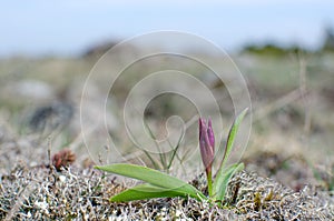 Wild orchid bud