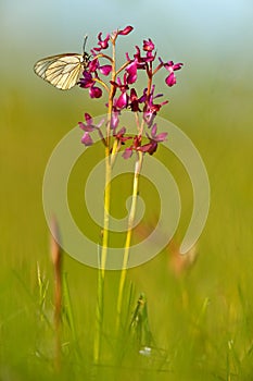 Wild orchid from Bulgaria. Orchis or Anacamptis laxiflora, red violet flower with white butterfly. Evening in the spring meadow. W