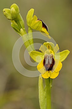 Wild orchid called Yellow  Ophrys lutea