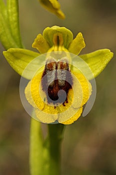 Wild orchid called Yellow Ophrys, Ophrys lutea