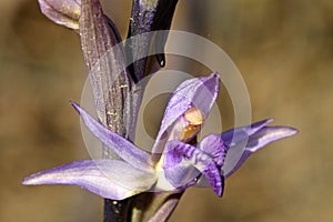 Wild orchid closeup