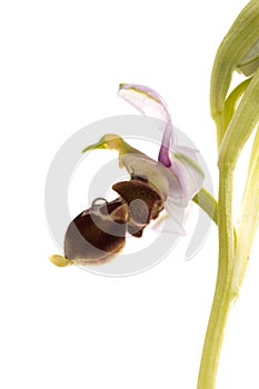 Wild orchid from Europe, Bee orchids, Ophrys scolopax, white background