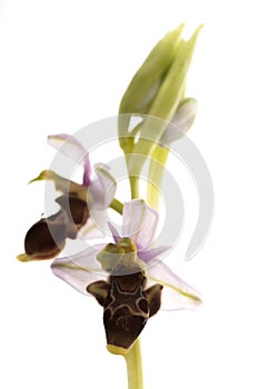 Wild orchid from  Europe, Bee orchids, Ophrys scolopax, white background