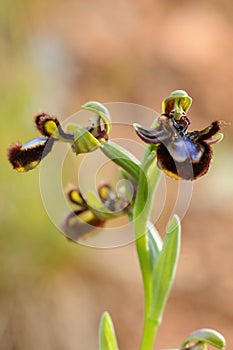 Wild orchid from Europe, Ophrys speculum