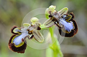 Wild orchid from  Europe, Ophrys speculum photo