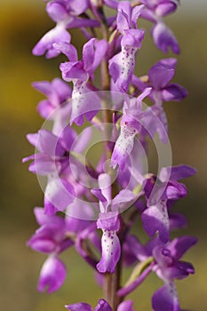 Wild orchid from Europe, Purple Orchid Orchis mascula