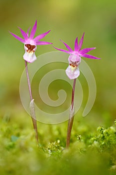 Wild orchid from Finland. Calypso bulbosa, beautiful pink orchid. Flowering European terrestrial wild orchid, nature habitat, deta