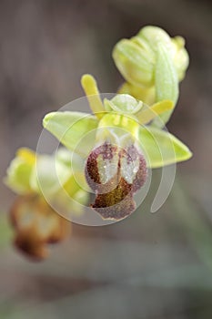 Wild orchid flower blossom close up botanical background ophrys fusca family orchidaceae high quality big size print