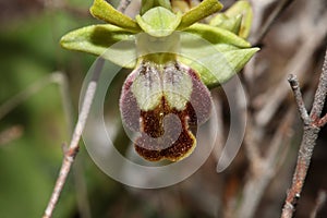 Wild orchid flower blossom close up botanical background ophrys fusca family orchidaceae high quality big size print