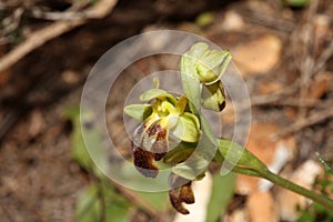 Wild orchid flower blossom close up botanical background ophrys fusca family orchidaceae high quality big size print