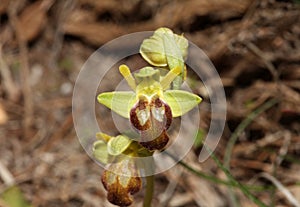 Wild orchid flower blossom close up botanical background ophrys fusca family orchidaceae high quality big size print