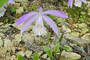 Wild orchid flower of Taiwan Pleione