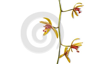 Wild orchid flower on white background