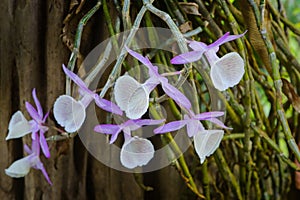 Wild orchid flowers with beautiful purple and white colors