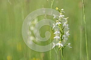 Wild orchid flowers blooming in Italian meadow