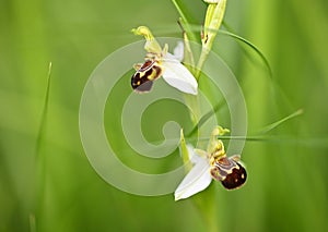 Wild orchid flowers blooming in Italian meadow