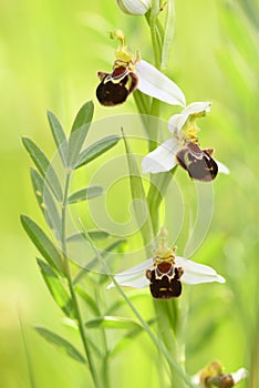 Wild orchid flowers blooming in Italian meadow