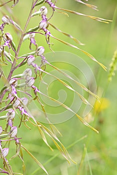 Wild orchid flowers blooming in Italian meadow