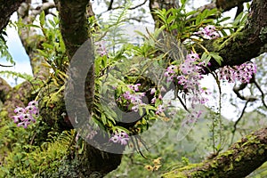 Wild orchid flowers in the forest