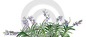 Wild orchid flowers with green leaves in tropical rainforest iso