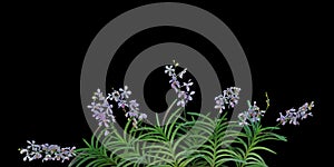 Wild orchid flowers with green leaves in tropical rainforest iso