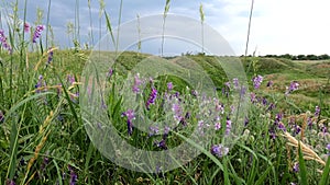 Wild orchid flowers landscape at Mavrinsky maidan