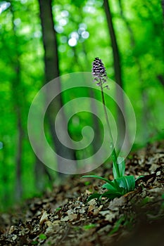 Wild orchid in the forest. Lady Orchid, Orchis purpurea, flowering European terrestrial wild orchid, nature habitat, detail of