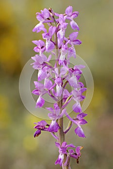 Wild orchid fromEurope, Purple Orchid Orchis mascula