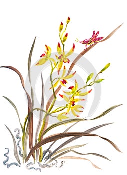 Wild orchid and grasshopper, watercolor illustration on a white background
