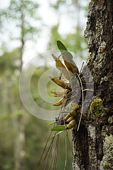 Wild orchid grow on tree stem, epiphyte in evergreen hill forest ecosystem