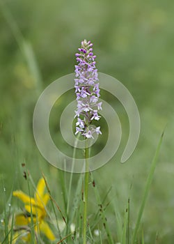 Wild orchid growing in a meadow