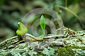 Wild orchid growing on tree bark