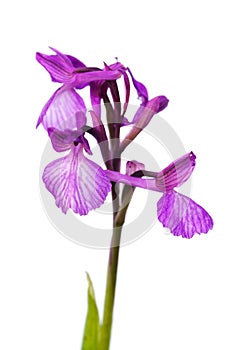 Wild Orchid hybrid isolated - Anacamptis x gennarii