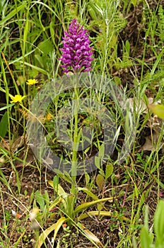 Wild orchid hybrid plant and flowers - Anacamptis x simorrensis
