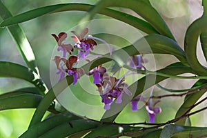 Wild orchid in the Indonesian jungle.