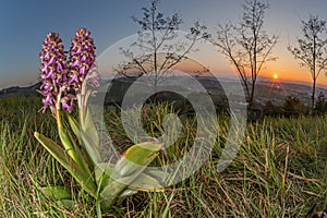 Wild orchid in its habitat (Barlia robertiana)