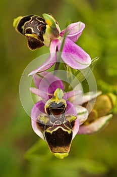 Wild orchid malformation - Ophrys picta