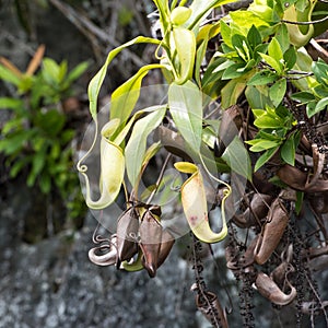 Wild Orchid, Nepenthes ampullaria, Pitcher Plant, Evolved Away from Carnivorous Plant. Plant hanging on Rocks in in Indonesia.