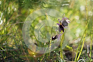 Wild orchid Ophrys bertolonii in the grass