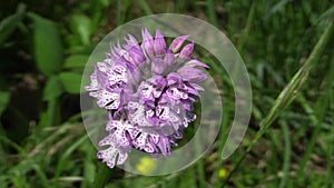 Wild orchid (Orchis tridentata), meadow