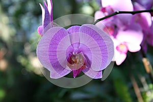 Wild orchid Phalaenopsis , Plantation Beau 'Diane' photo