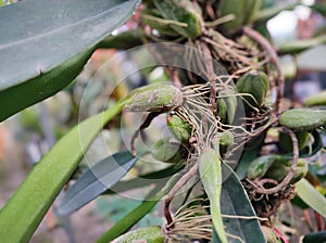 Wild Orchid Plant On A Tree From
India.