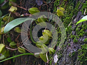 Wild orchid plant on a tree from Western Ghats, Wayanad