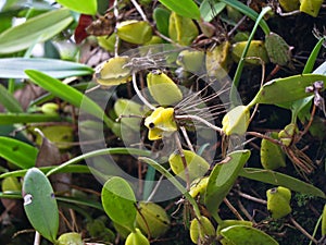 Wild orchid plant on a tree from Western Ghats, Wayanad