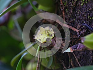 Wild orchid plant on a tree from Western Ghats, Wayanad