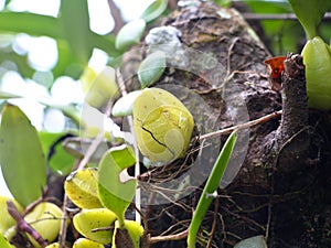 Wild orchid plant on a tree from Western Ghats, Wayanad