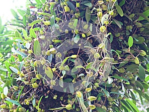 Wild orchid plant on a tree from Western Ghats, Wayanad