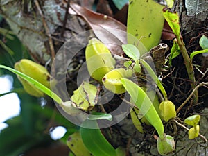 Wild orchid plant on a tree from Western Ghats, Wayanad