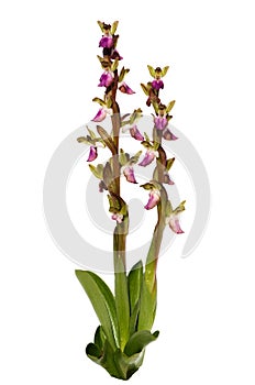 Wild orchid plants - Anacamptis collina - isolated over white photo