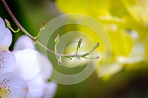 Wild orchid in rain forest,beauty of the nature
